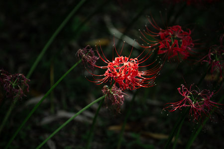 Red Spider Lily in the Lightの写真素材