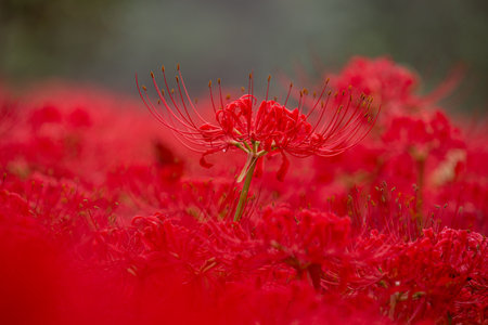 Red spider lily in full bloom, red flower close up.の写真素材