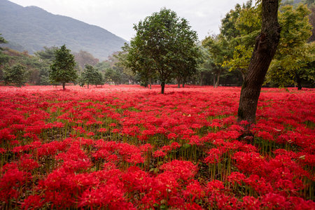 a garden in a forest full of Red spider lily in South Koreaの写真素材