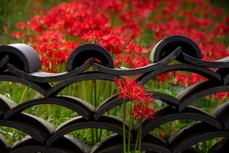 red spider lily against a tile-roofed backgroundの写真素材