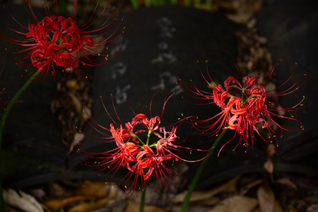 red spider lily against a tile-roofed backgroundの写真素材