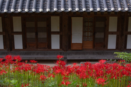 Red Spider Lily Garden in the background of the temple, close-up.の写真素材