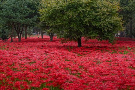 a garden in a forest full of Red spider lily in South Koreaの写真素材