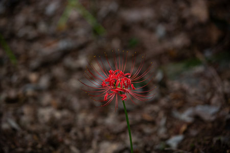 Red spider lily in full bloom, red flower close up.の写真素材