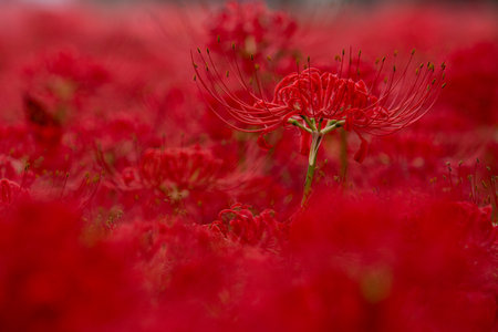Red spider lily in full bloom, red flower close up.の写真素材
