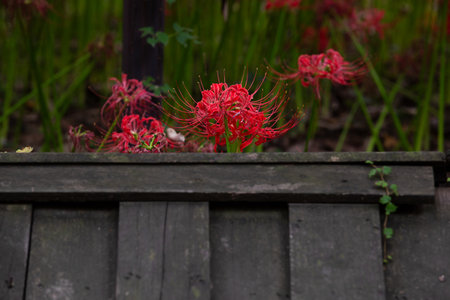 Red spider lily in full bloom, red flower close up.の写真素材
