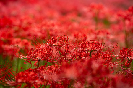 Red spider lily in full bloom, red flower close up.の写真素材