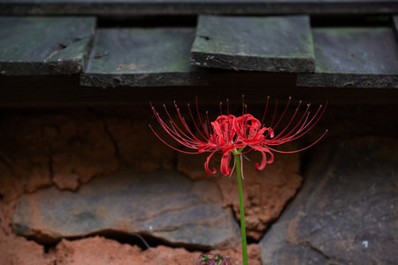 Red spider lily in full bloom, red flower close up.の写真素材