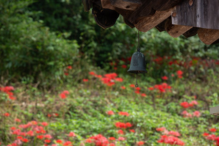 a red-flowered garden and a wind-bellの写真素材