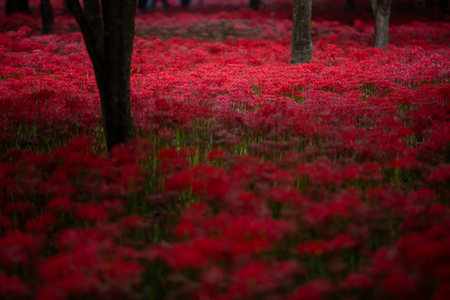a garden in a forest full of Red spider lily in South Koreaの写真素材