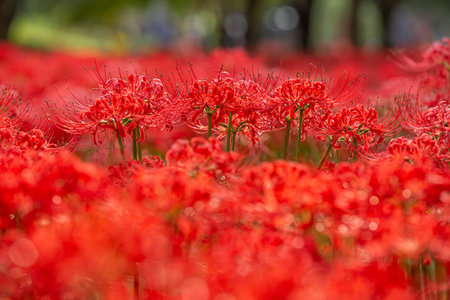 Red spider lily in full bloom, red flower close up.の写真素材
