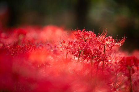 Red spider lily in full bloom, red flower close up.の写真素材