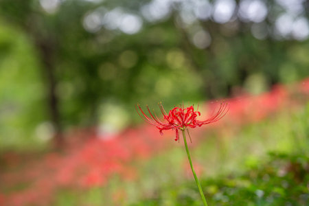 Red spider lily in full bloom, red flower close up.の写真素材