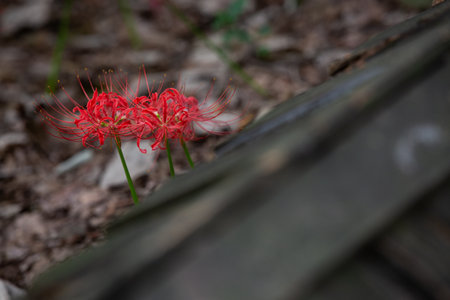 Red spider lily in full bloom, red flower close up.の写真素材
