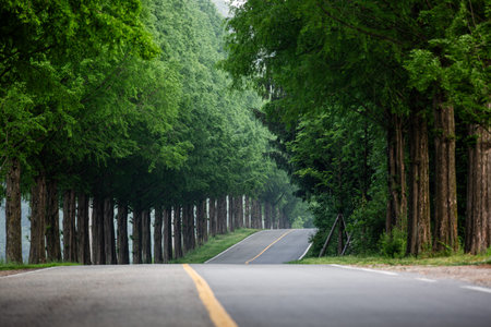 A path through the green Metasequoia trees