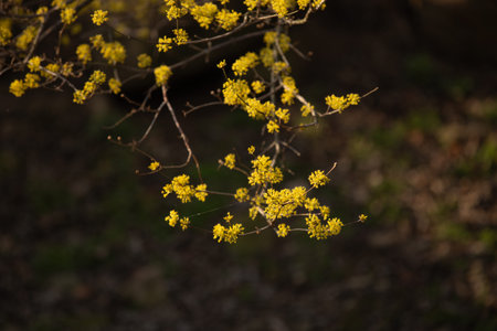 Close-up of Sansuyu flowers, spring sceneryの写真素材