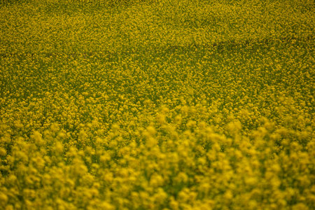 A rape blossom field, Selective focus.