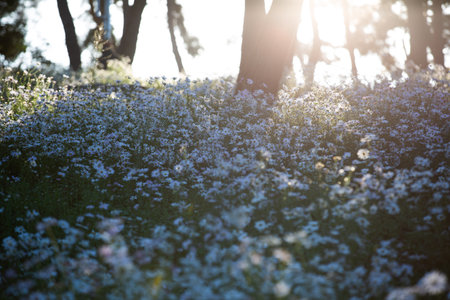 Siberian Chrysanthemums in the Forest Full of Morning Lightの写真素材