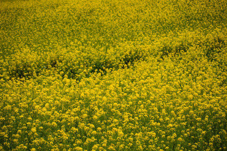 A rape blossom field, Selective focus.の写真素材