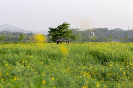 a rape blossom park sceneの写真素材