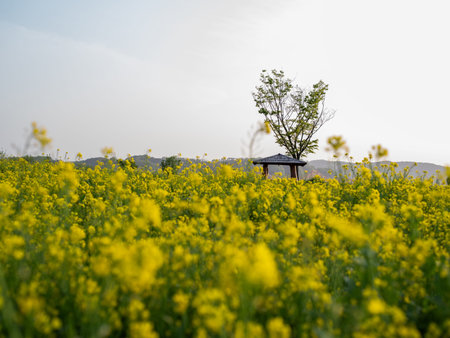 a rape blossom park scene