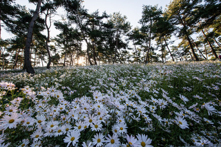 Chrysanthemums in the pine forestの写真素材