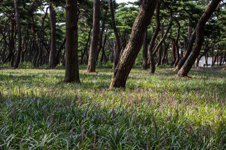 big blue lilyturf blooming in the forest with pine treesの写真素材