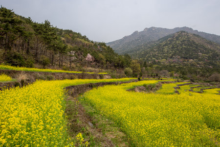 a terraced field full of rape blossomsの写真素材