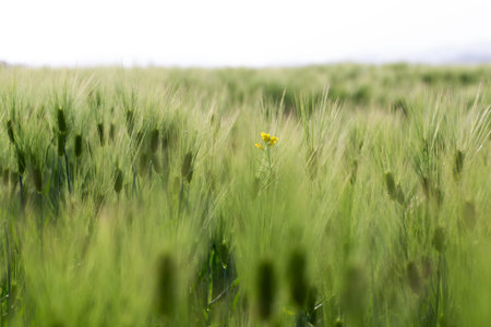Rape flowers blooming between barley fields, selective focus.