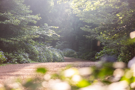 a forest path with hydrangeas blooming along the trail, Jeju Island in Korea