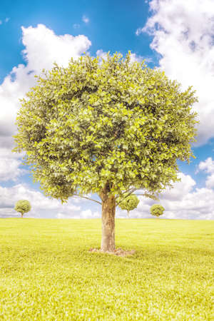 Boxwood green tree lawn pebbles background  blue sky cloudsの写真素材