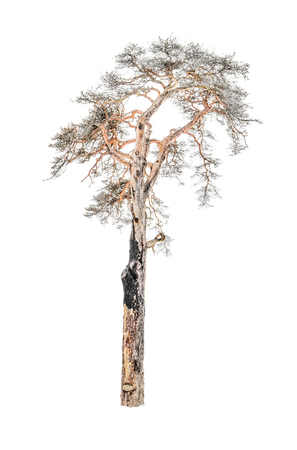 Old dried pine isolated o white backgroundの写真素材