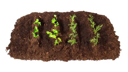 Bed dill parsley closeup isolated white backgroundの写真素材