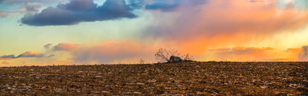 Plowed hill big stone field sunset panoramaの写真素材