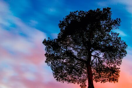 Crown of a pine tree at sunsetの写真素材