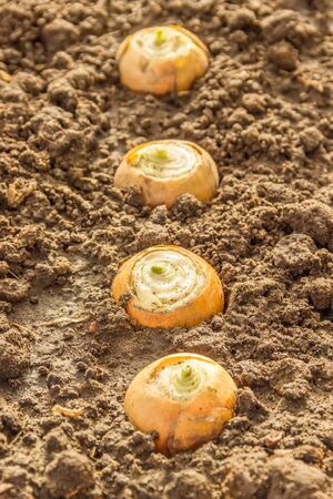 Onions in the garden closeupの写真素材