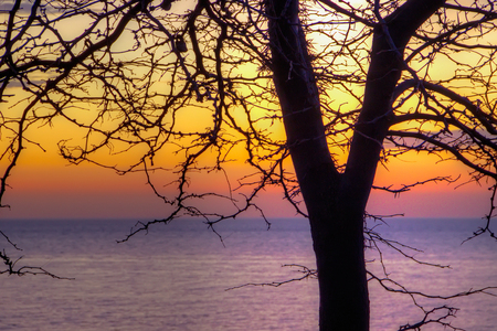 Trunk  tree silhouette  background  sea sunsetの写真素材
