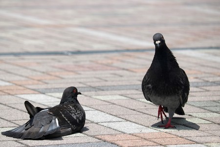 A pair of pigeonsの写真素材