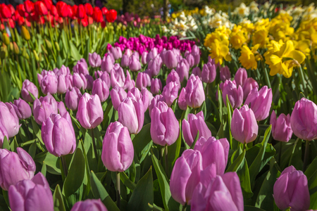 Tulips of Hollandの写真素材