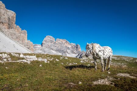 Horse in Italian Alpsの写真素材