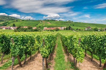 Vineyards in Riquewihr village in Alsace France