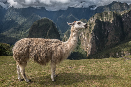 Llama in Andes Mountains