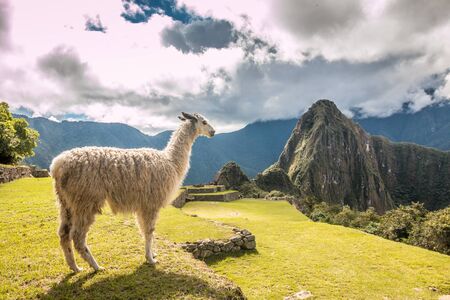 Llama in Machu Picchu Peruの写真素材