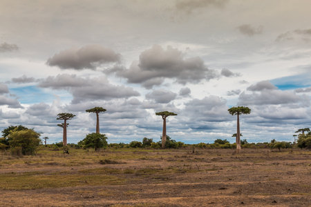 Baobab forest in Madagascarの写真素材