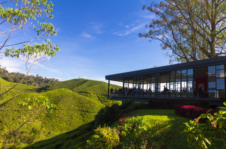Bo Tea Plantation in Malaysiaのeditorial素材
