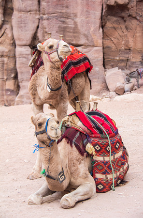 Camels in Petra Jordanの写真素材