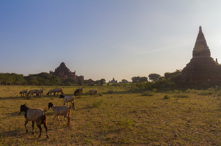 Bagan Burmaの写真素材