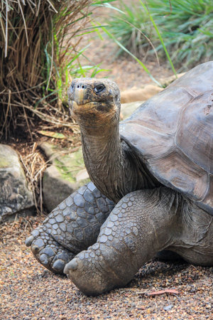 old turtle