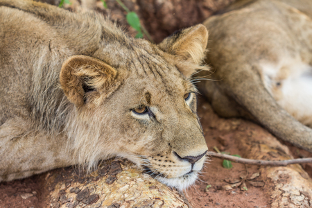 Lioness restingの写真素材