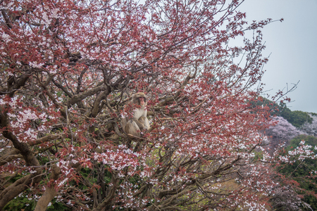 Arashiyama monkey in Japanの写真素材
